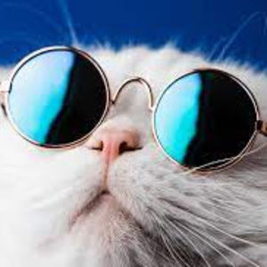 Meet your Posher, Maddox